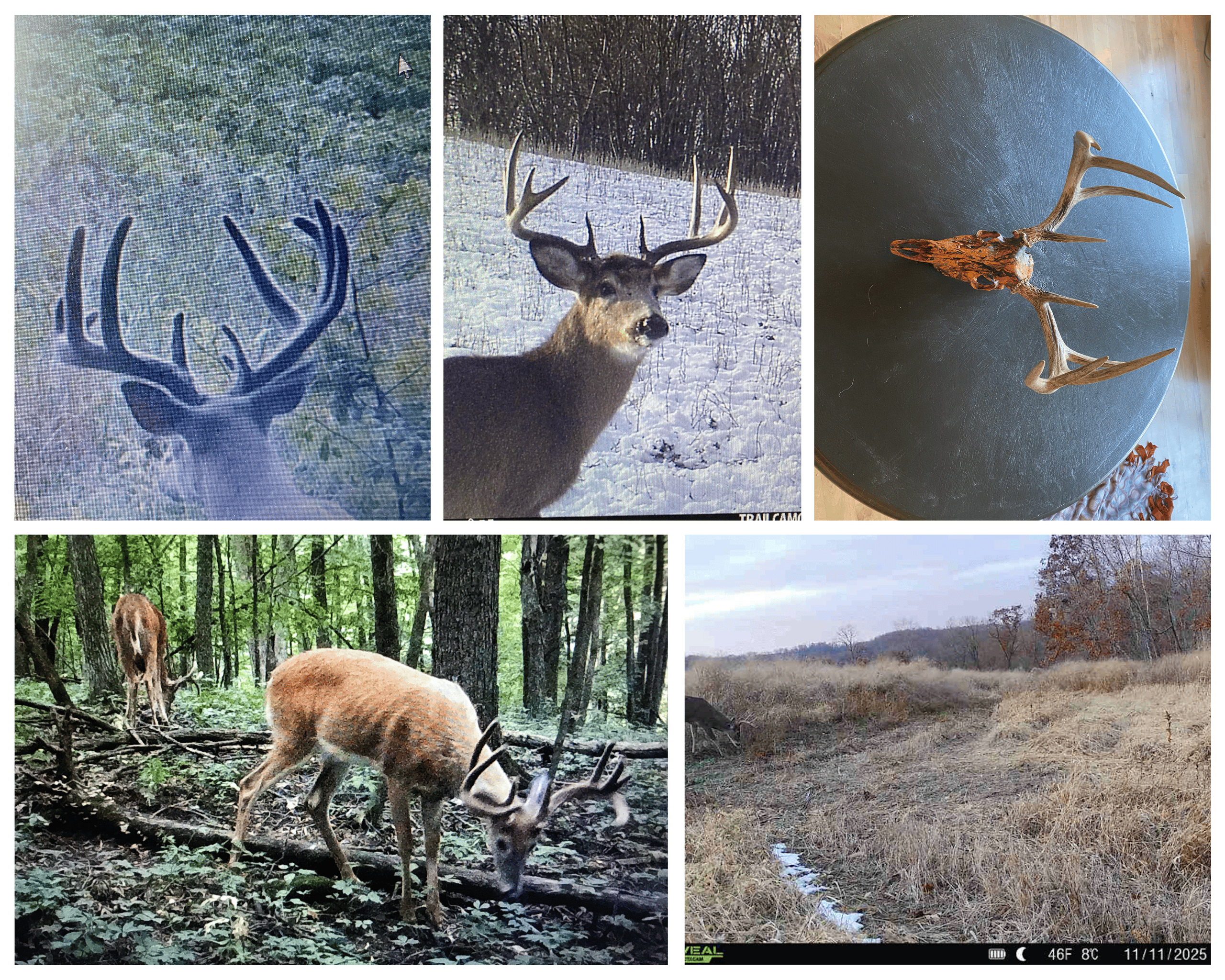 77.85+/- Acre Professionally Designed Whitetail Hunting Property for Sale in Vernon County, Wisconsin