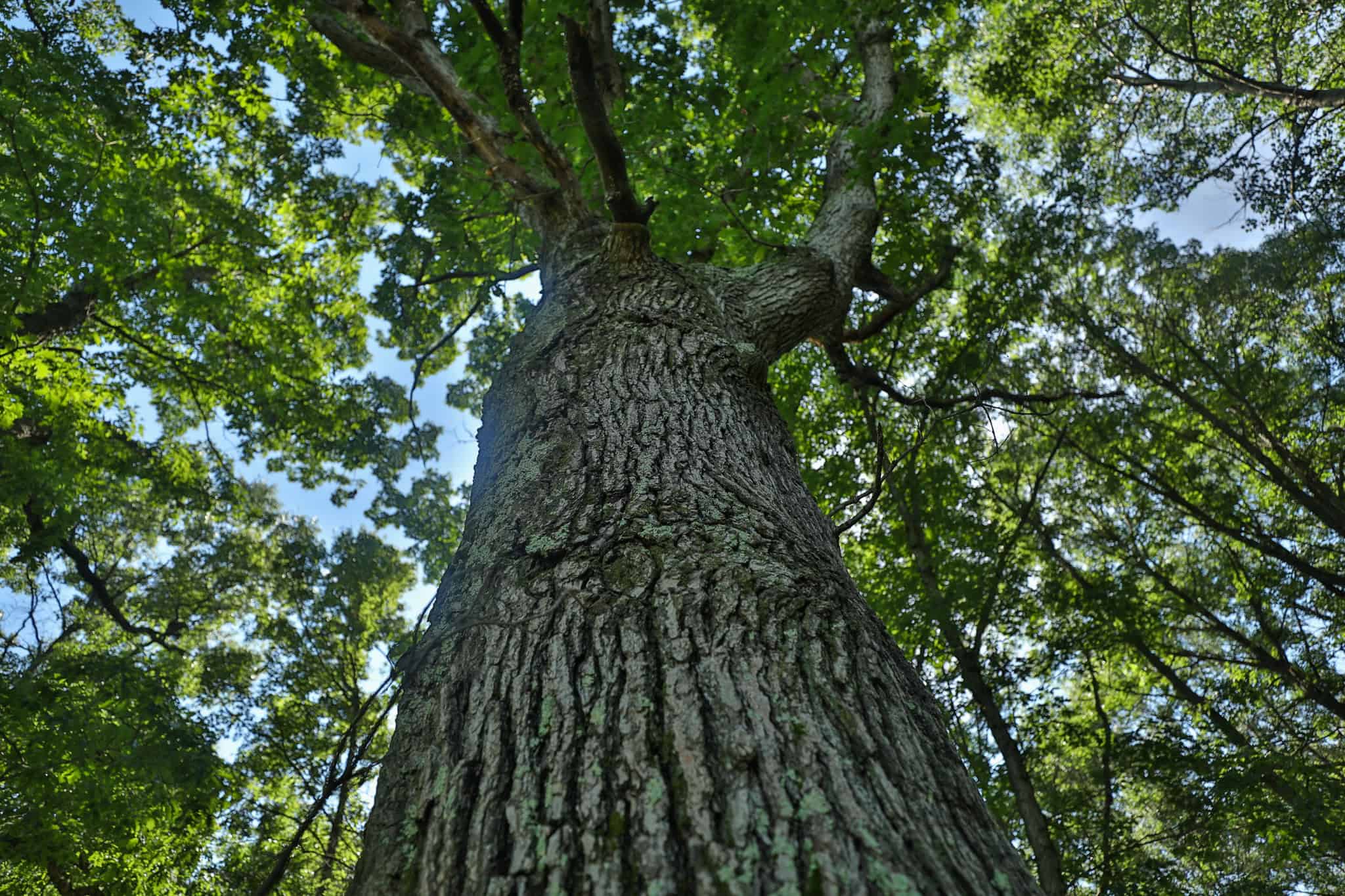 38.85-Acre Hunting & Recreational Property for Sale in Wood County, Wisconsin