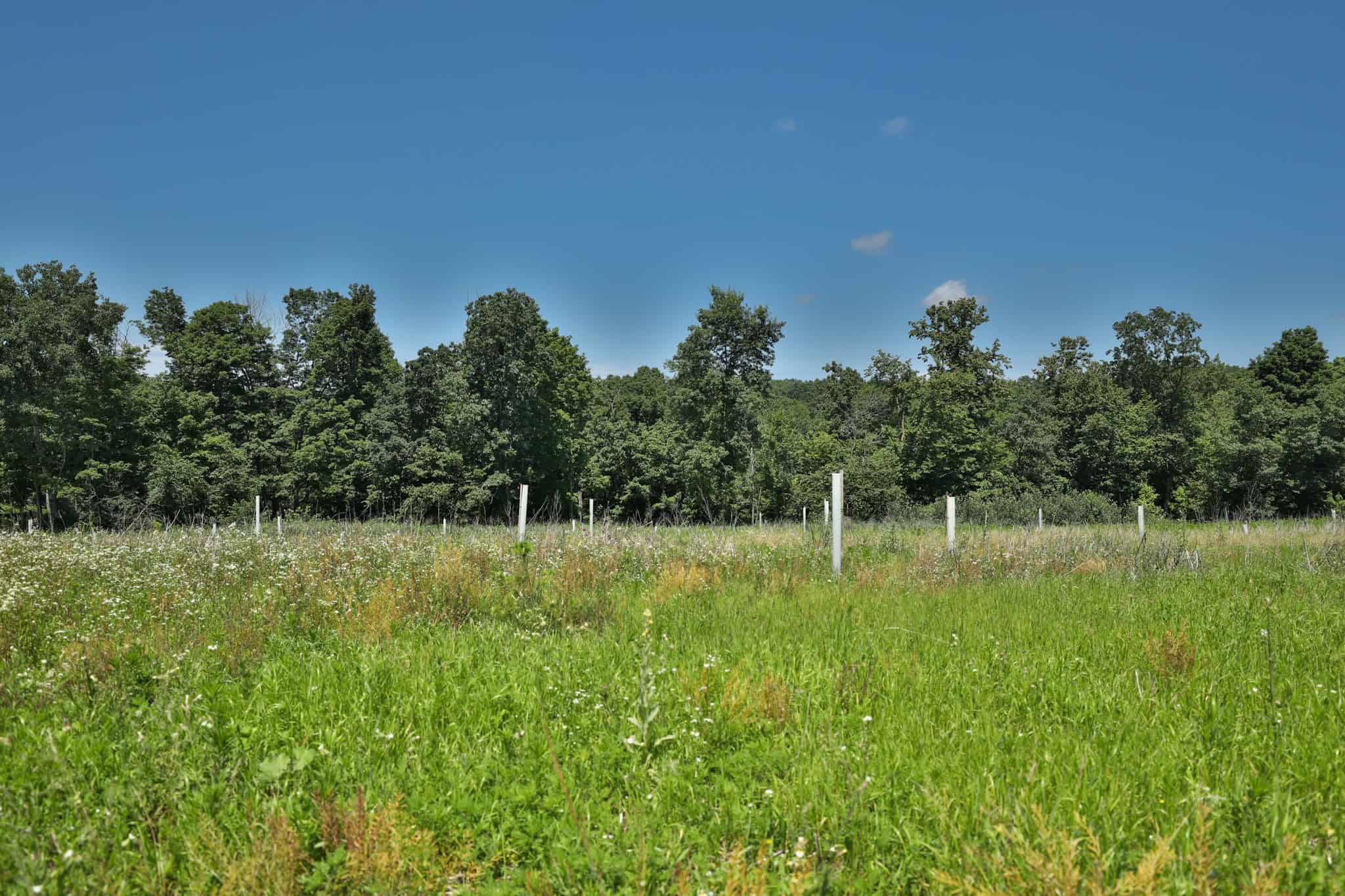 77.85+/- Acre Professionally Designed Whitetail Hunting Property for Sale in Vernon County, Wisconsin
