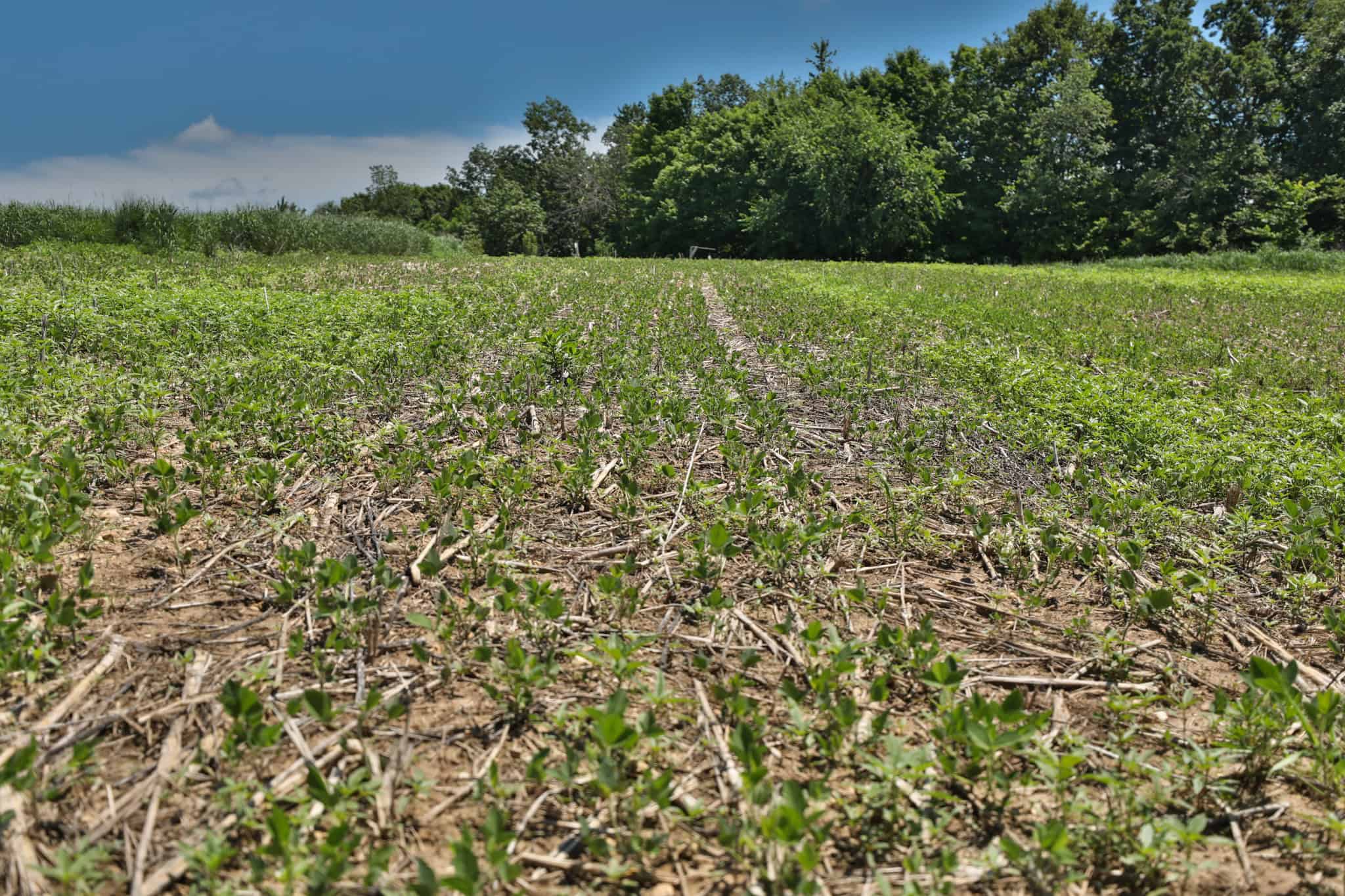 77.85+/- Acre Professionally Designed Whitetail Hunting Property for Sale in Vernon County, Wisconsin