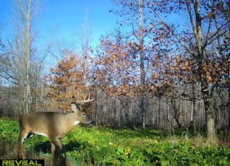 47± Acre Hunting Property with Cabin | Vernon County, Wisconsin
