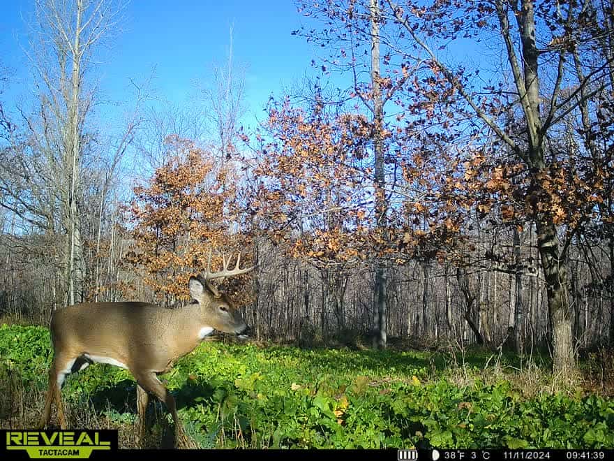47± Acre Hunting Property with Cabin | Vernon County, Wisconsin