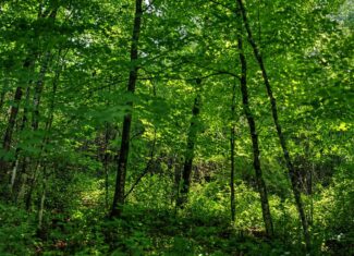 Exceptional 40± acre farm and recreational property