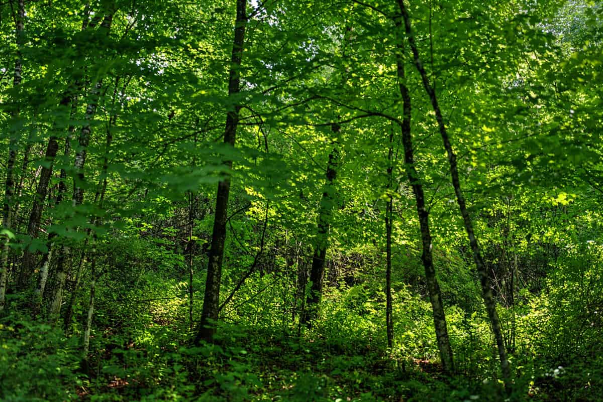 Exceptional 40± acre farm and recreational property