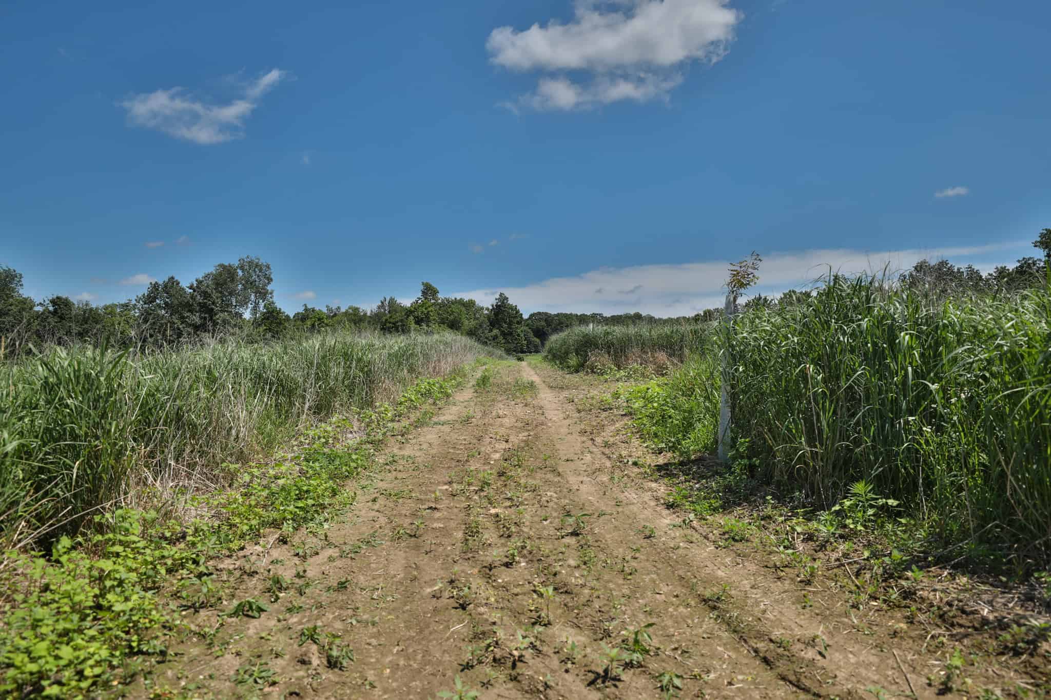 77.85+/- Acre Professionally Designed Whitetail Hunting Property for Sale in Vernon County, Wisconsin