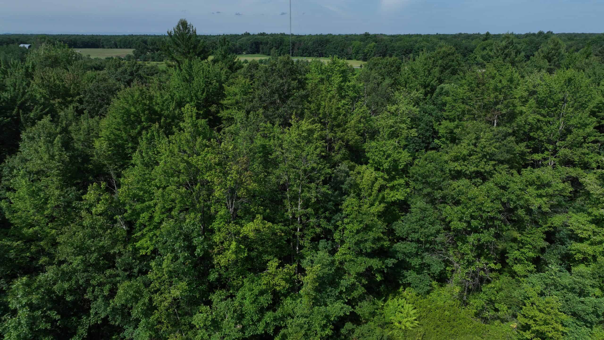 38.85-Acre Hunting & Recreational Property for Sale in Wood County, Wisconsin