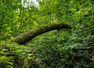 Exceptional 40± acre farm and recreational property