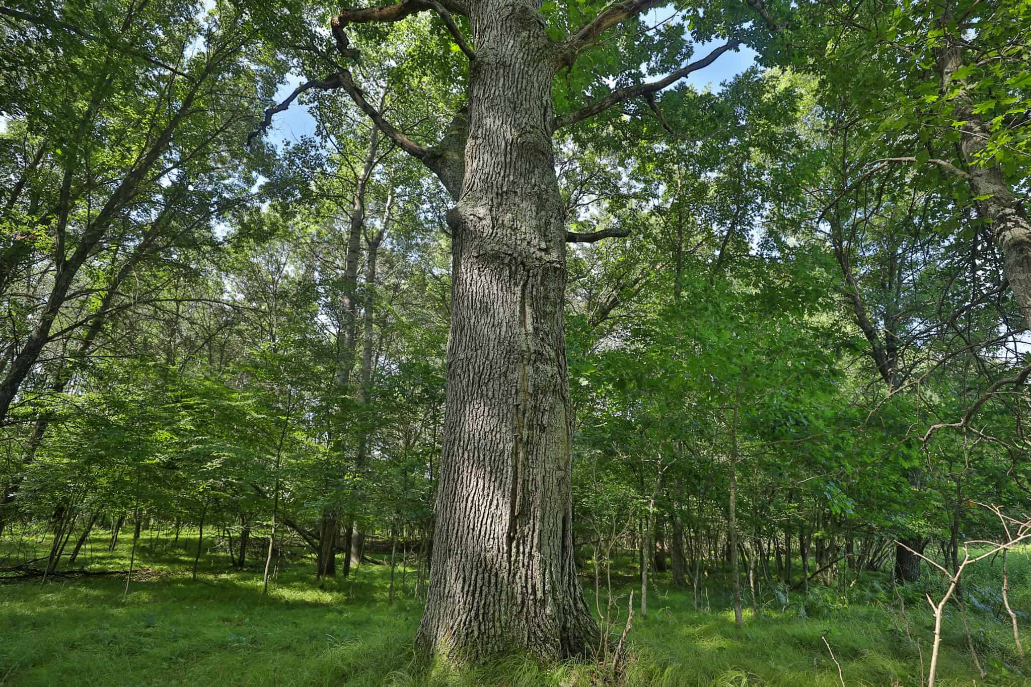 38.85-Acre Hunting & Recreational Property for Sale in Wood County, Wisconsin