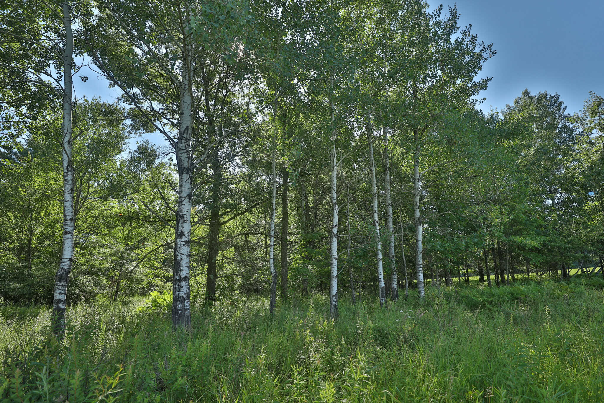 38.85-Acre Hunting & Recreational Property for Sale in Wood County, Wisconsin