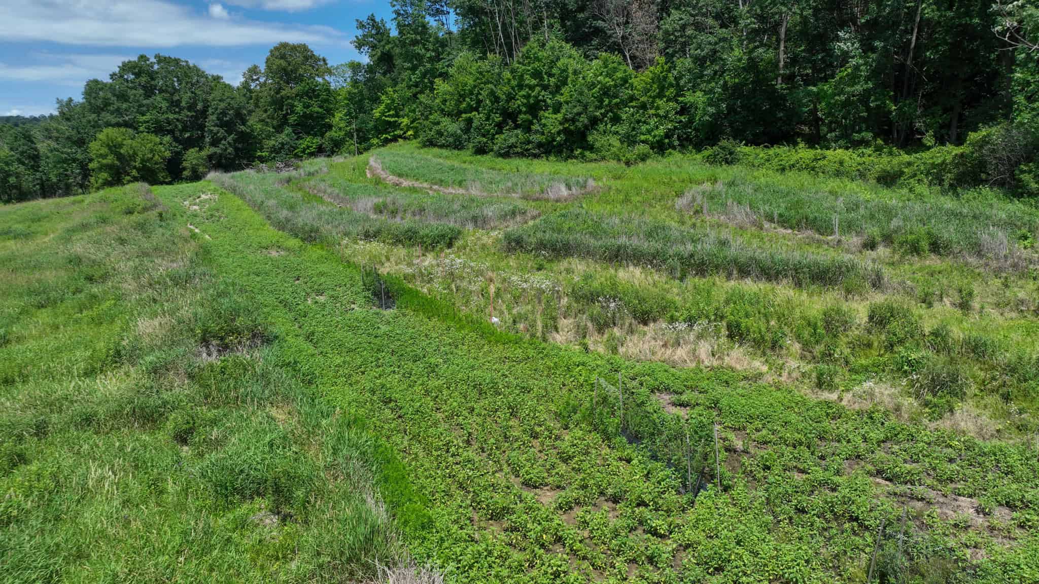 77.85+/- Acre Professionally Designed Whitetail Hunting Property for Sale in Vernon County, Wisconsin