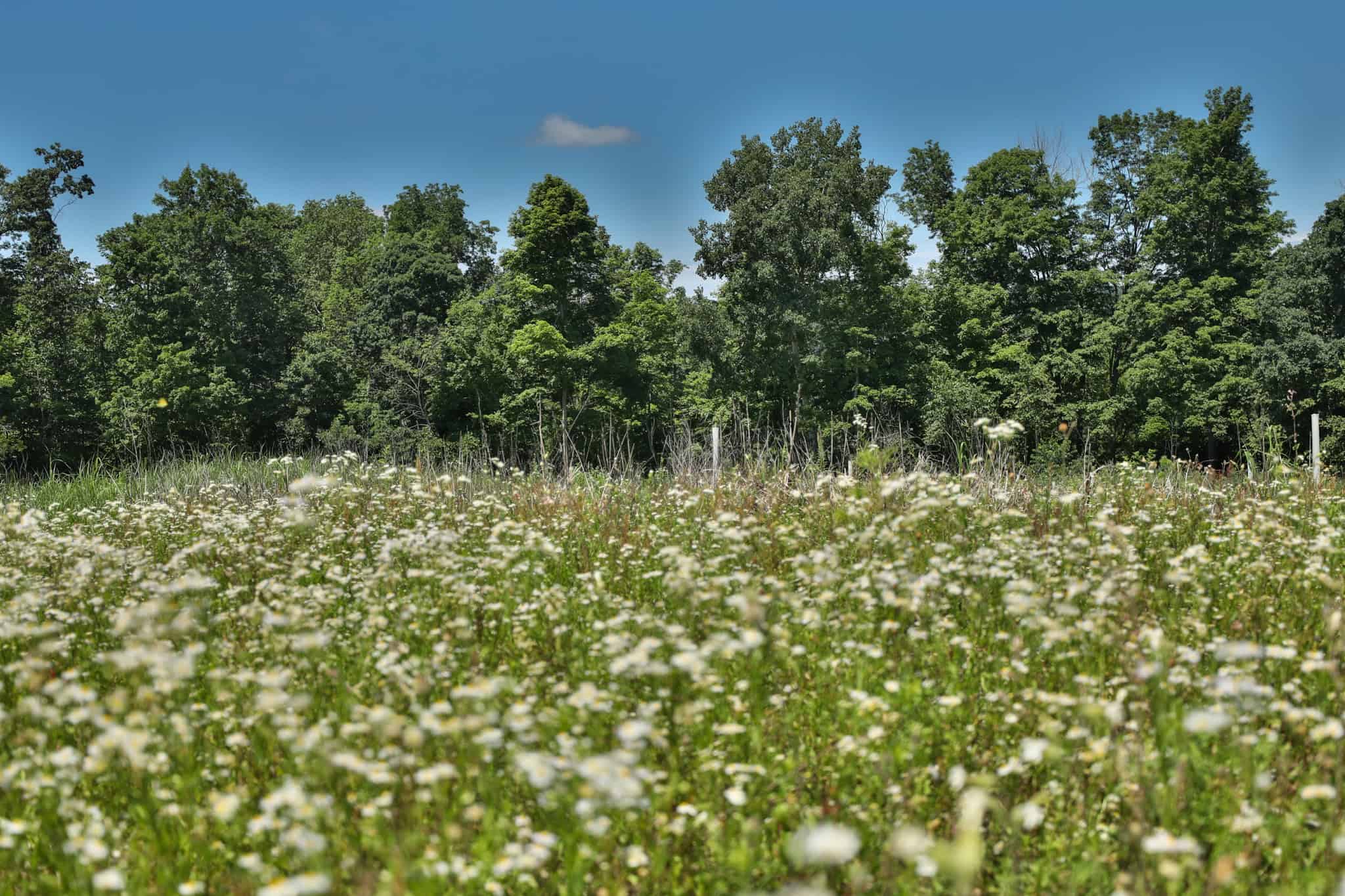 77.85+/- Acre Professionally Designed Whitetail Hunting Property for Sale in Vernon County, Wisconsin