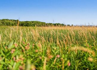 Wisconsin Conservation Land for Sale | 97± Acres in Monroe County