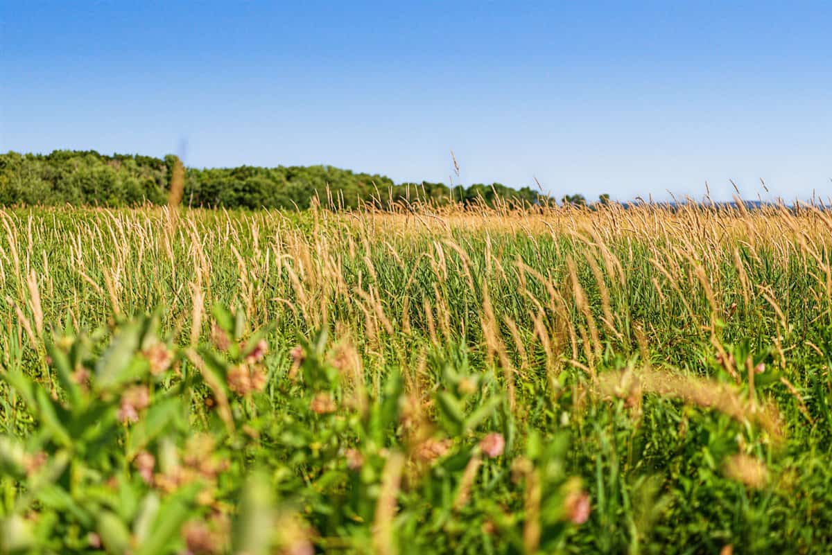Wisconsin Conservation Land for Sale | 97± Acres in Monroe County