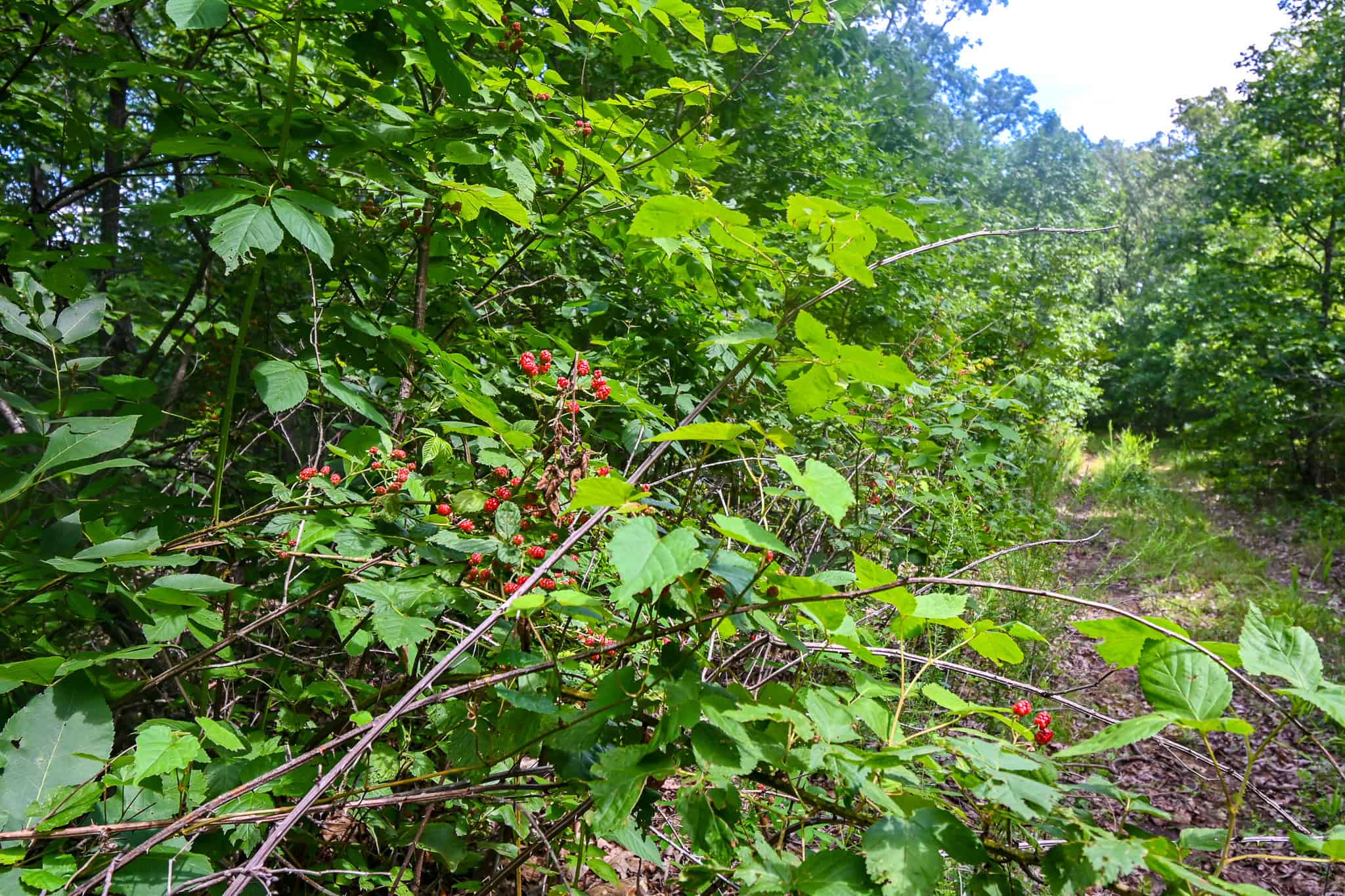 Truman Lake Hunting Property