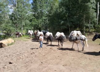 Colorado Wilderness Elk Hunting Outfitting Business for Sale