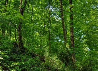 Exceptional 40± acre farm and recreational property