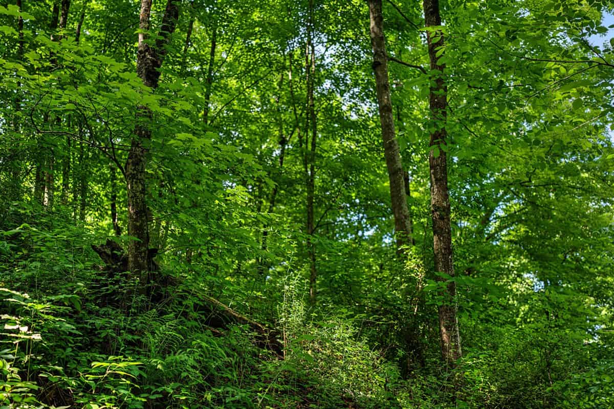 Exceptional 40± acre farm and recreational property