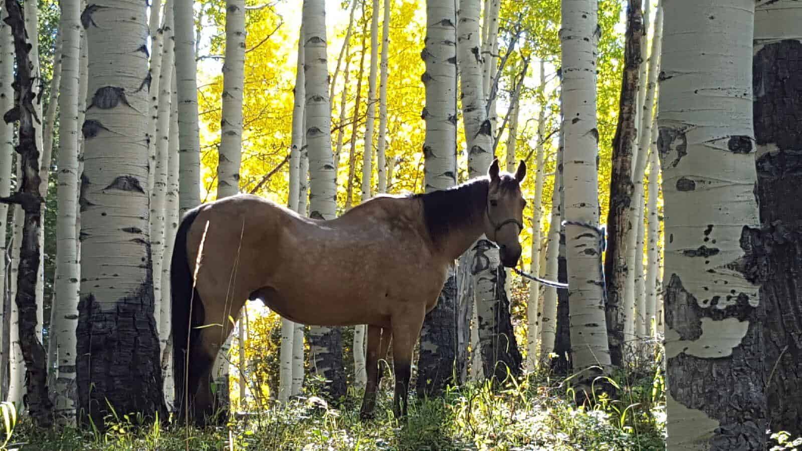 Colorado Wilderness Elk Hunting Outfitting Business for Sale