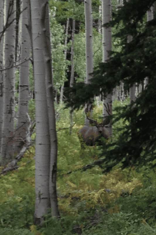 Colorado Wilderness Elk Hunting Outfitting Business for Sale