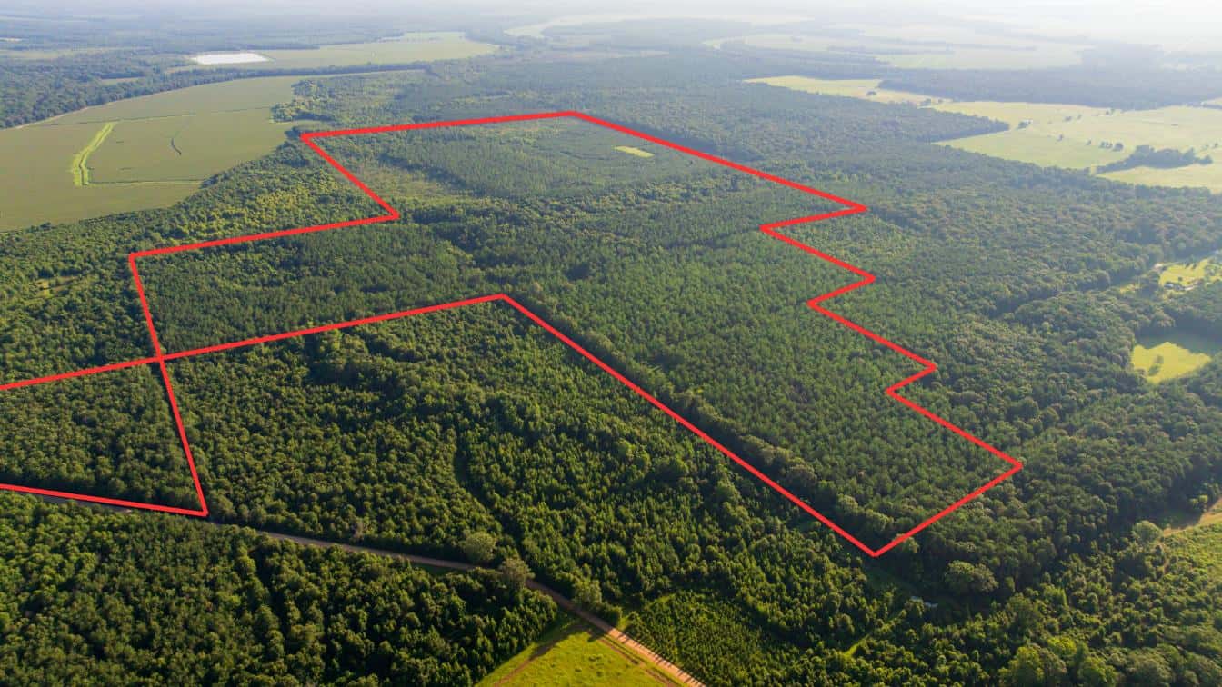 Jelks Bayou 360 – Timber and Hunting Investment Morehouse Parish