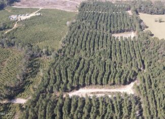 35 Acres for Sale in Pelahatchie, MS | Rankin County