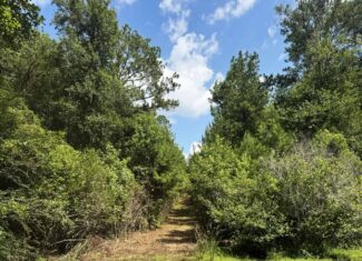 Cotton House Tract: premier 545ac hunting & recreational property in Randolph Cty