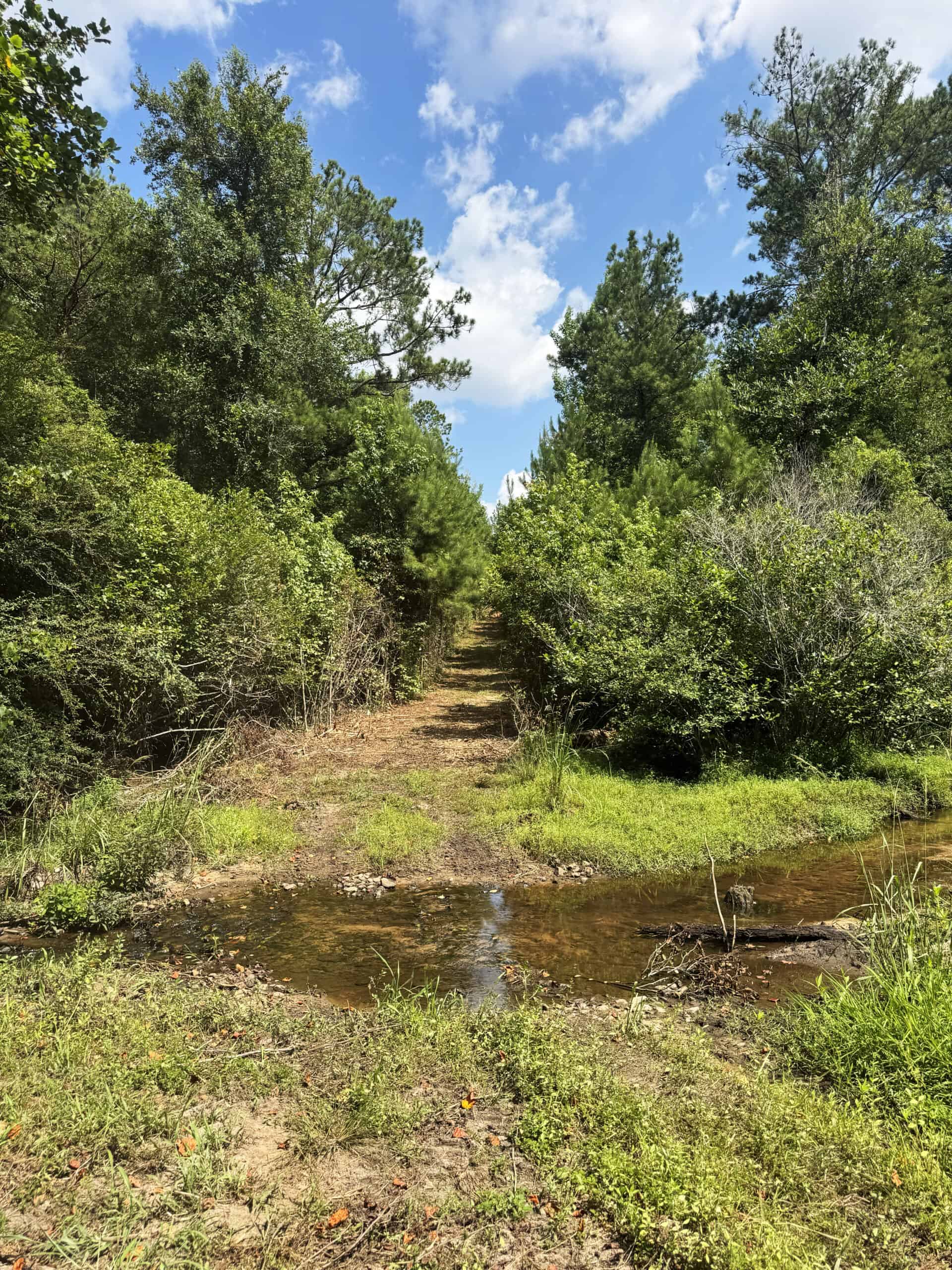 Cotton House Tract: premier 545ac hunting & recreational property in Randolph Cty