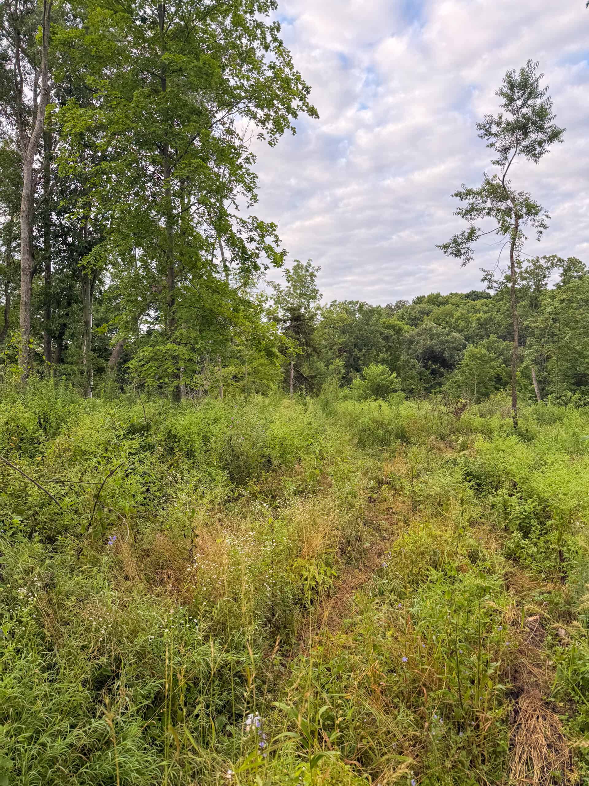 42+/- Acres with 4 Bedroom Home in Decorah IA