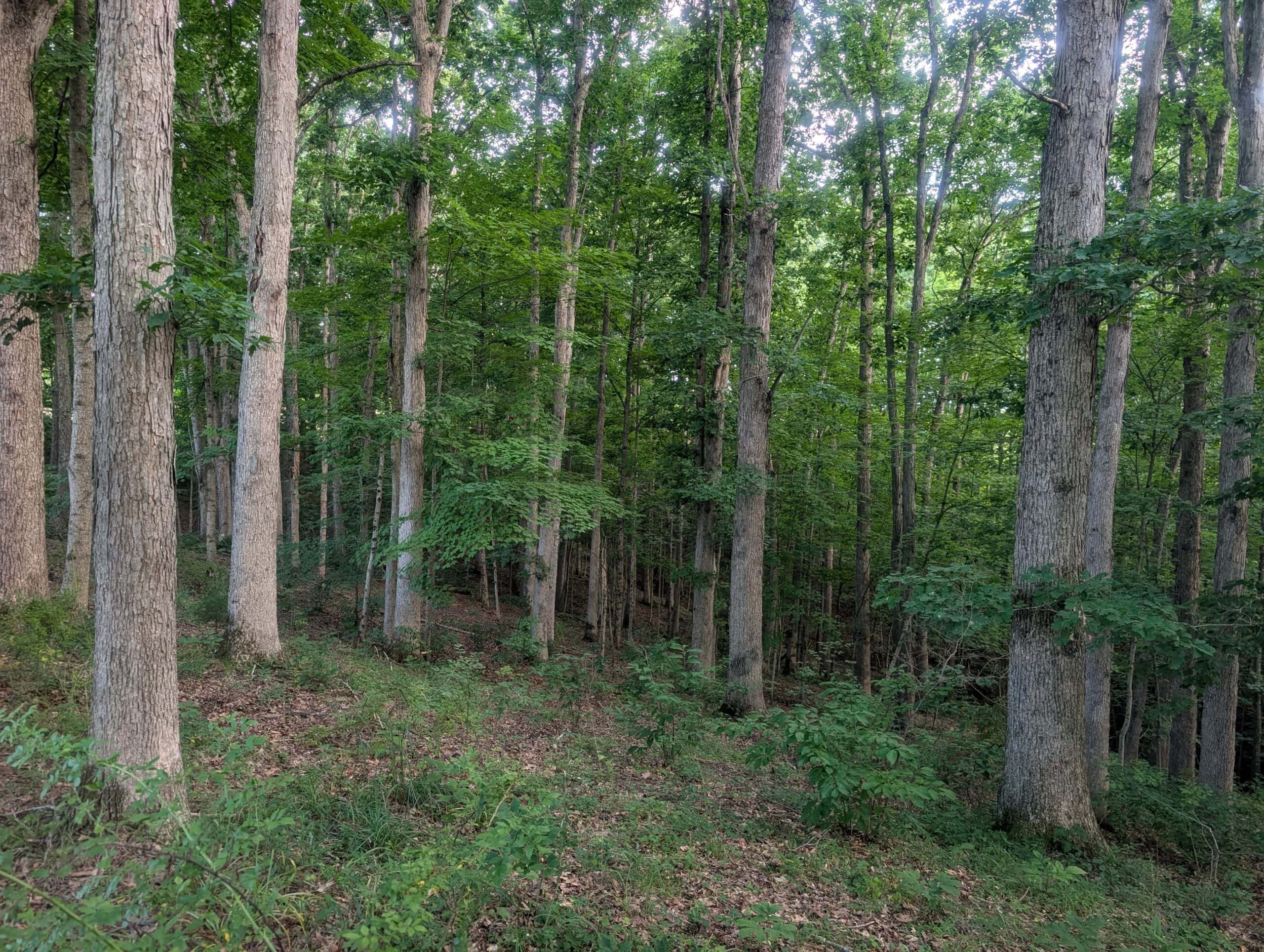 Dream Turnkey Morgan County Hunting Property