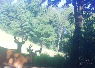 Monroe County 19 +/- Acre Farm/Hunting Land with remodeled farmhouse & Bank barn