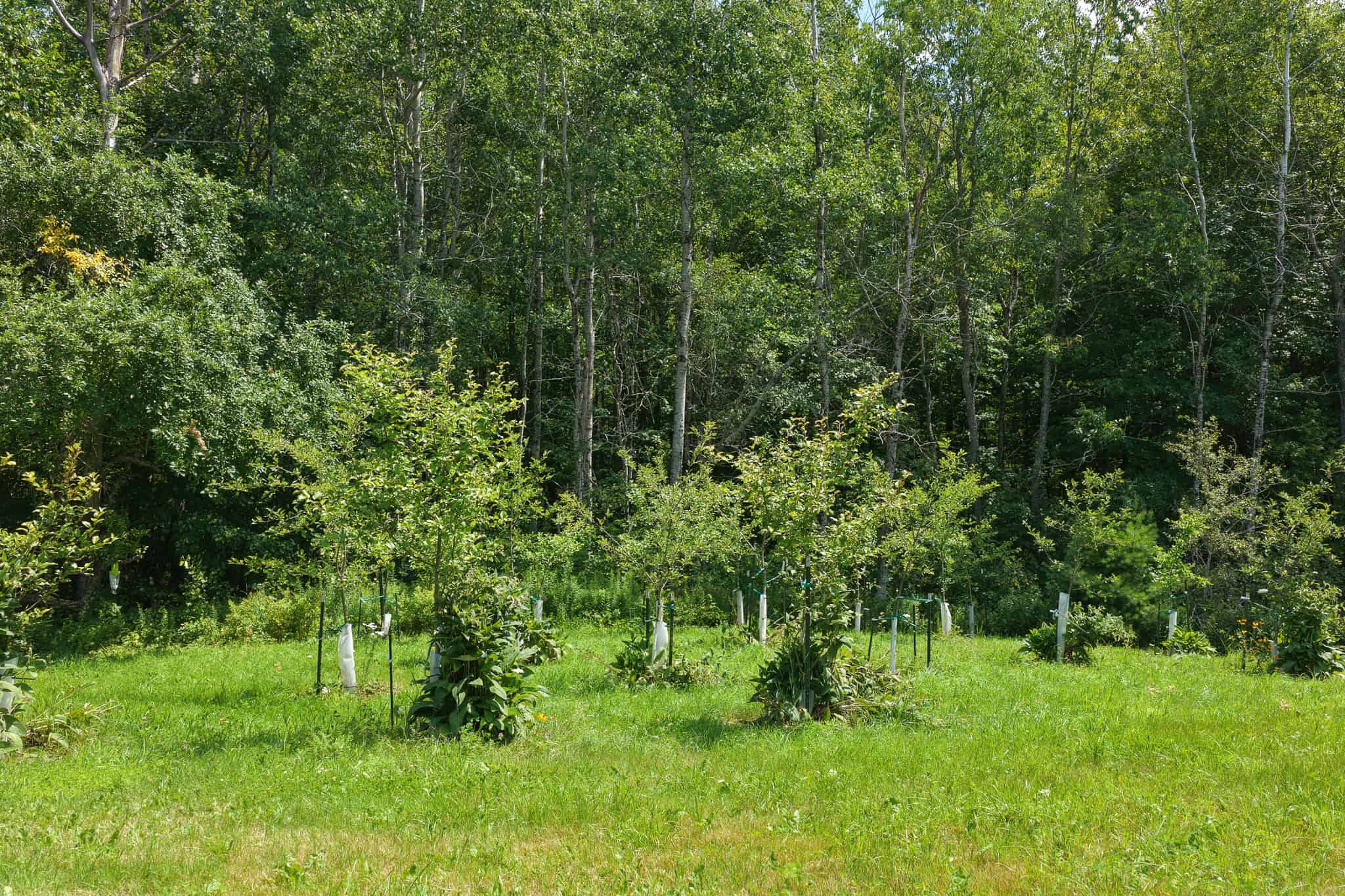 Rural Maine Homestead with 14 Acres