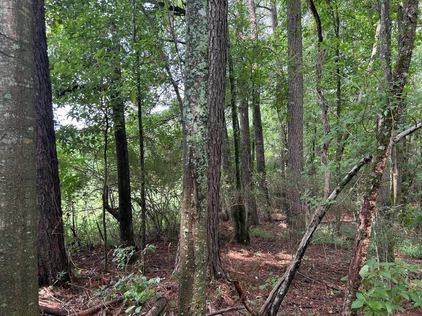 Tuckers Crossing 31 – Land for Sale Jones County, MS