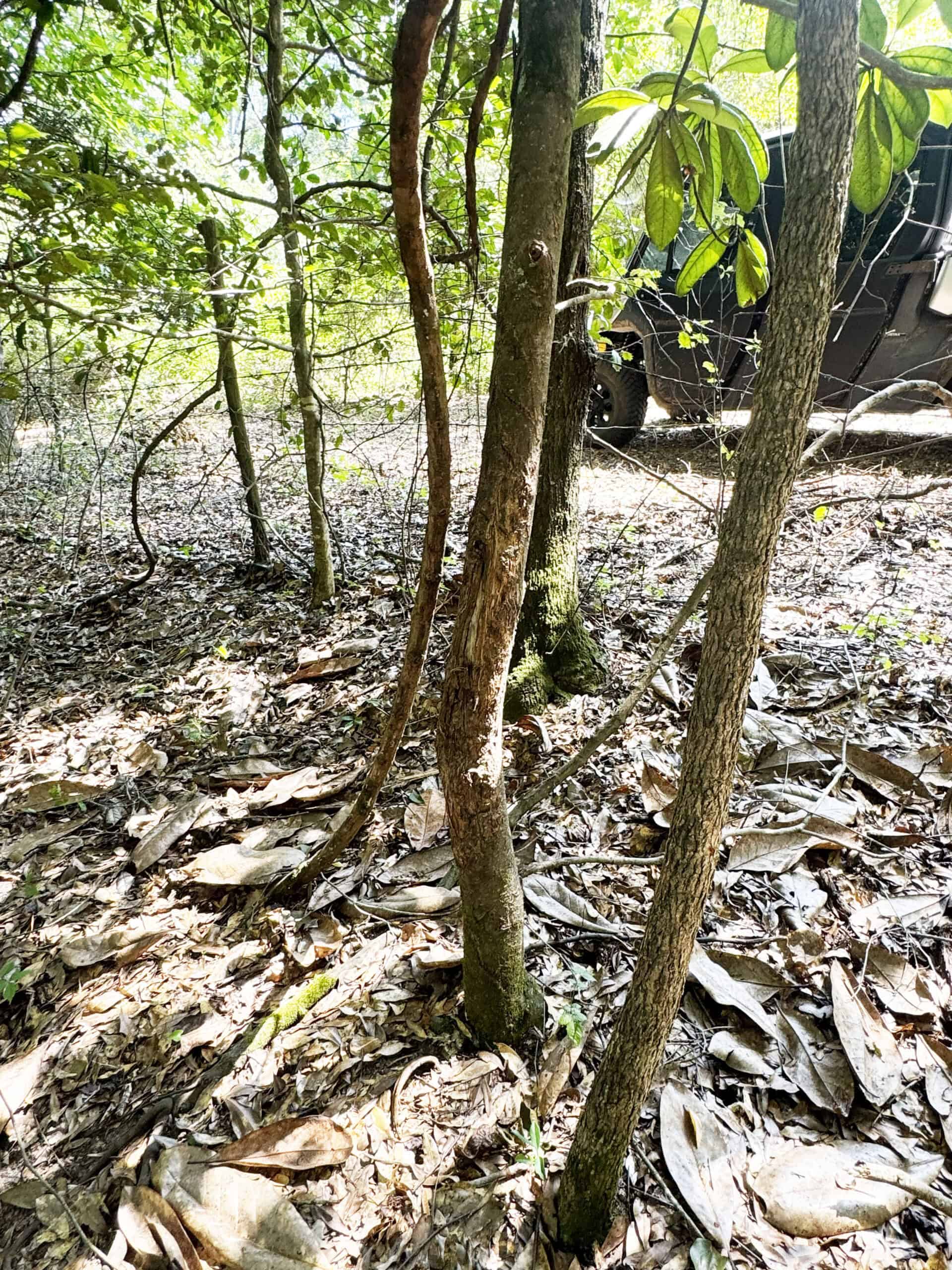 Cotton House Tract: premier 545ac hunting & recreational property in Randolph Cty