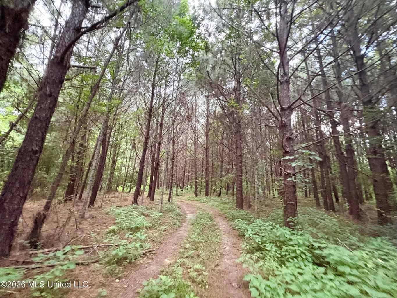 57 Acres Hunting Land for Sale in Gloster MS