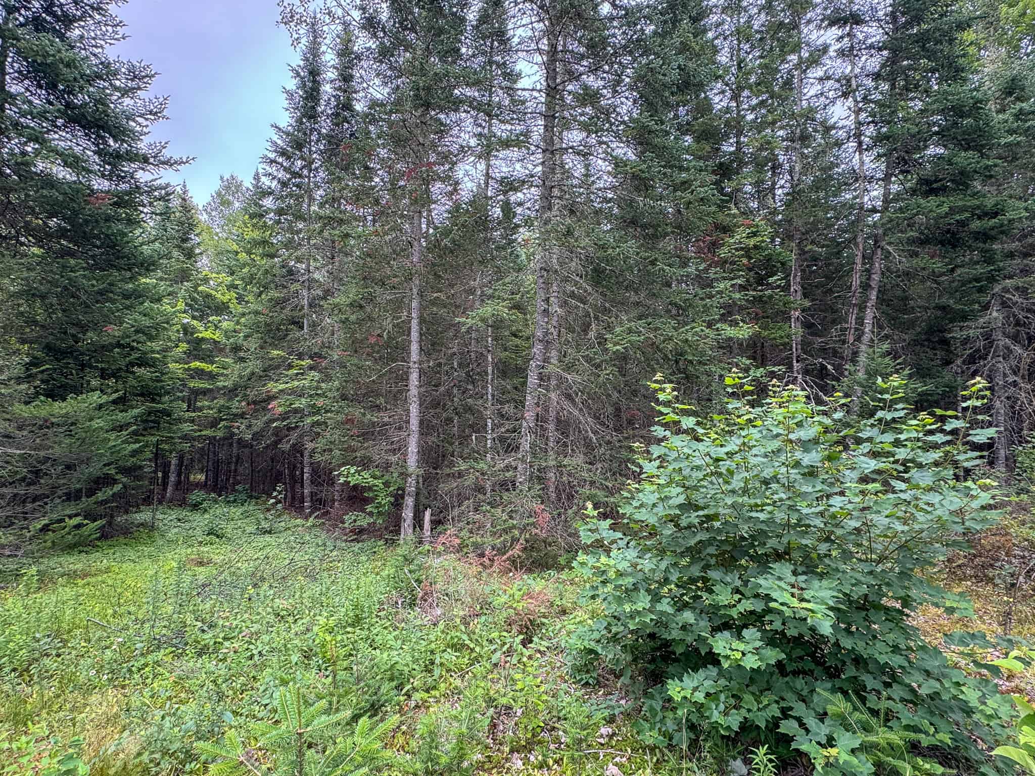 29.5 Acre Private Lot – Springfield, Maine
