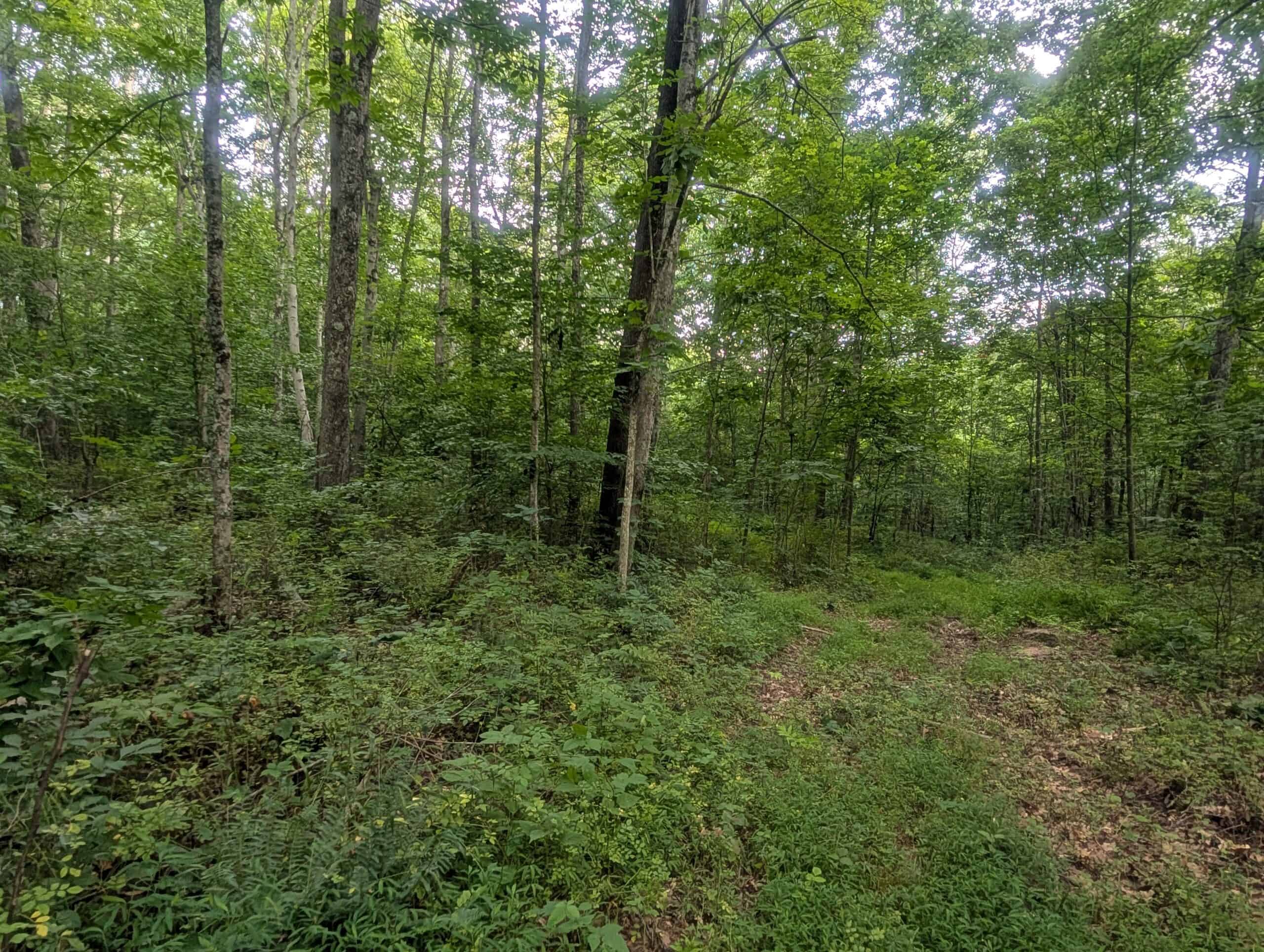 Secluded Turnkey Hunting Property