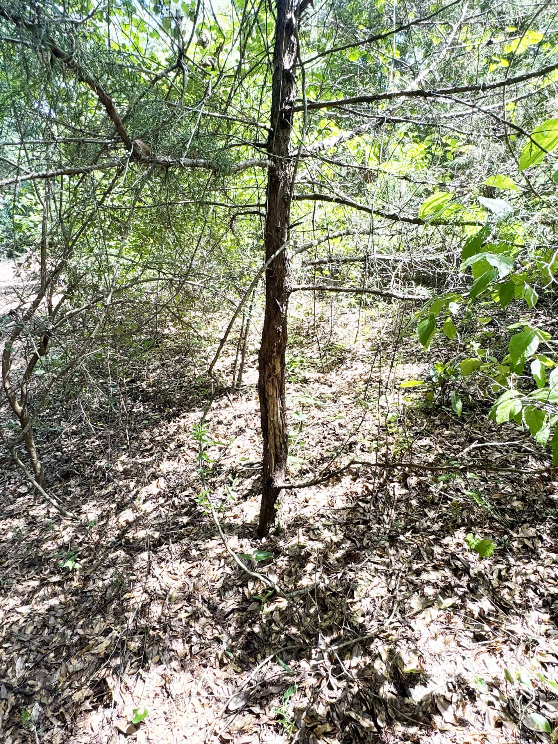 Cotton House Tract: premier 545ac hunting & recreational property in Randolph Cty