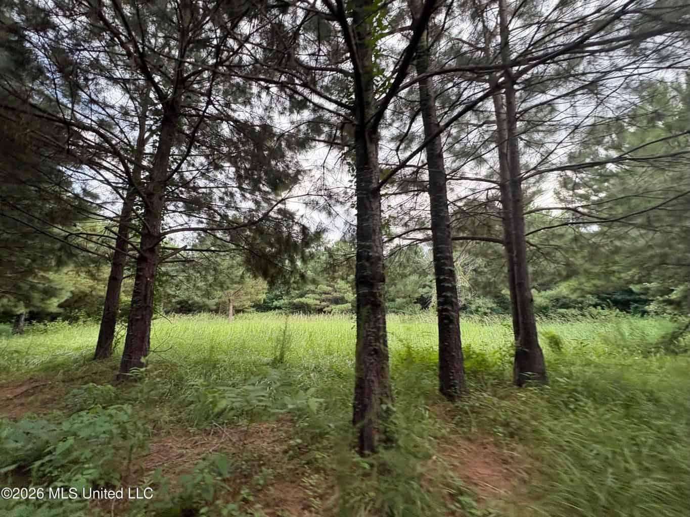 57 Acres Hunting Land for Sale in Gloster MS
