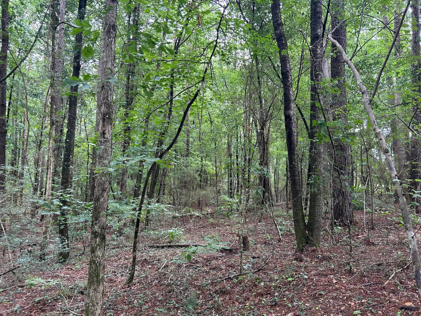 Tuckers Crossing 31 – Land for Sale Jones County, MS