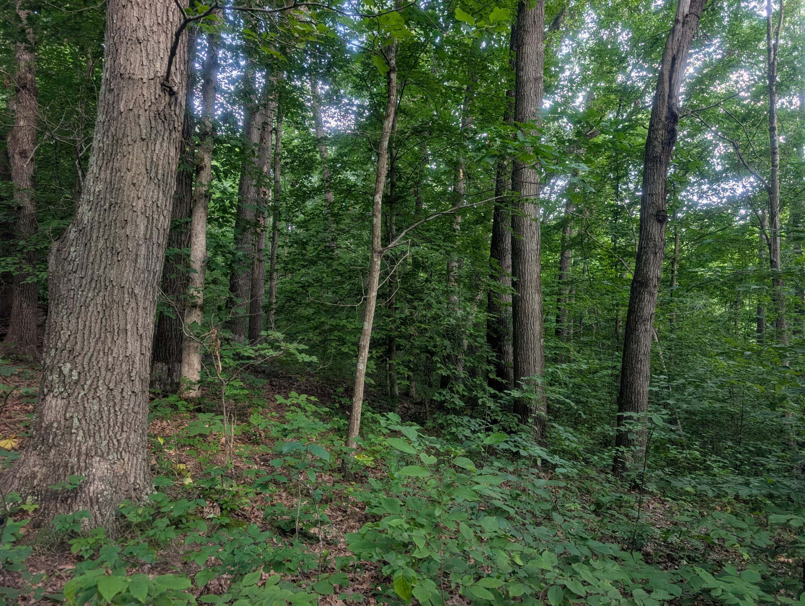 Dream Turnkey Morgan County Hunting Property