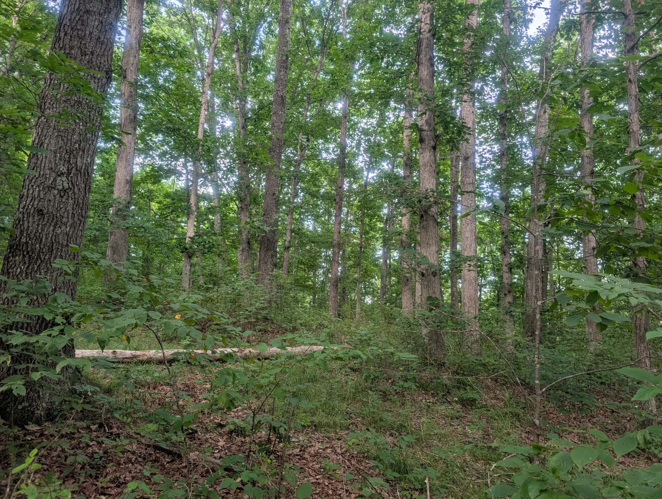 Secluded Turnkey Hunting Property