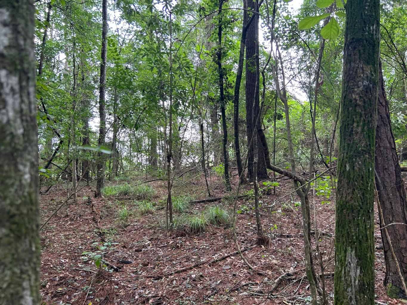 Tuckers Crossing 31 – Land for Sale Jones County, MS