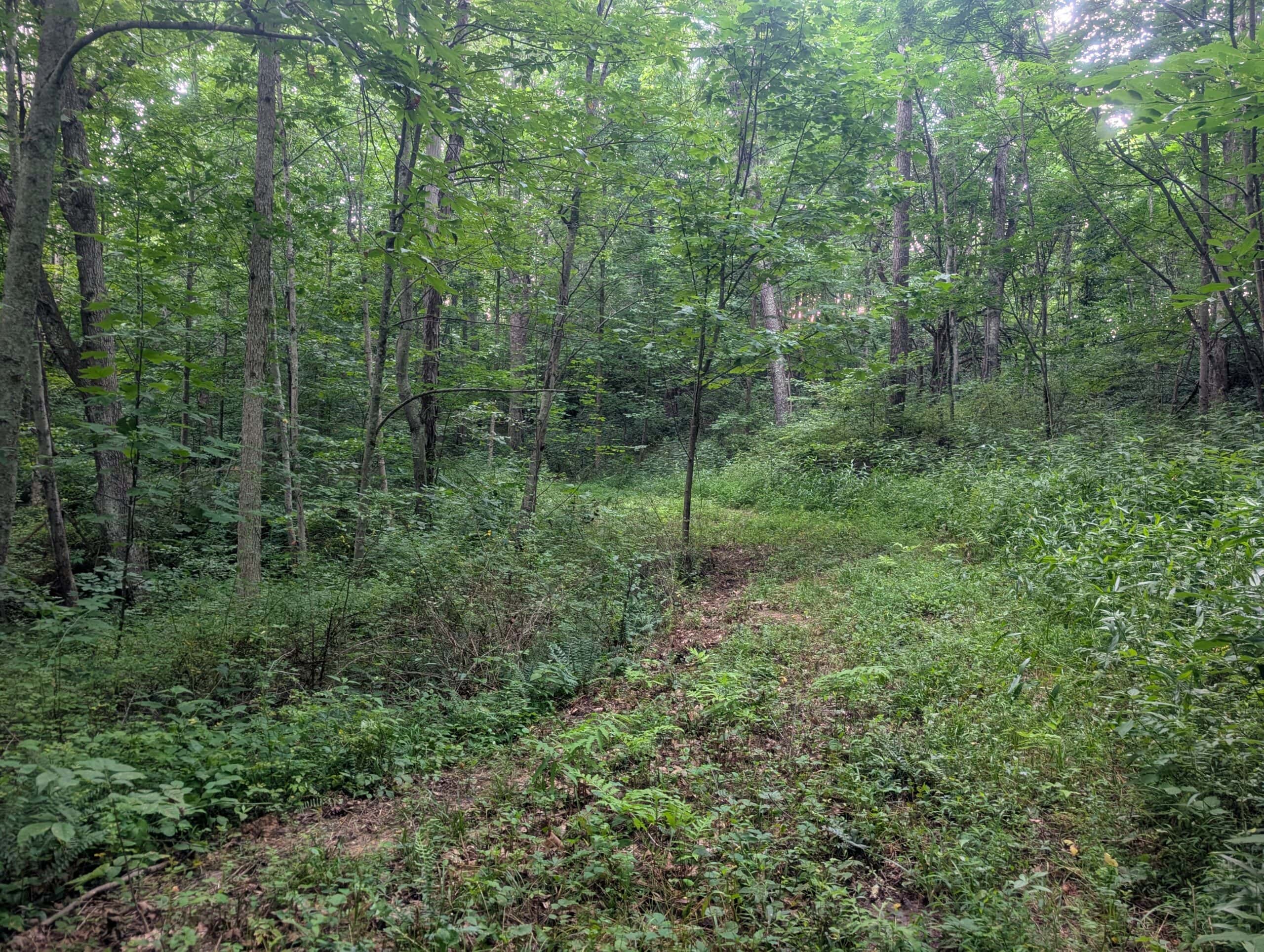 Secluded Turnkey Hunting Property