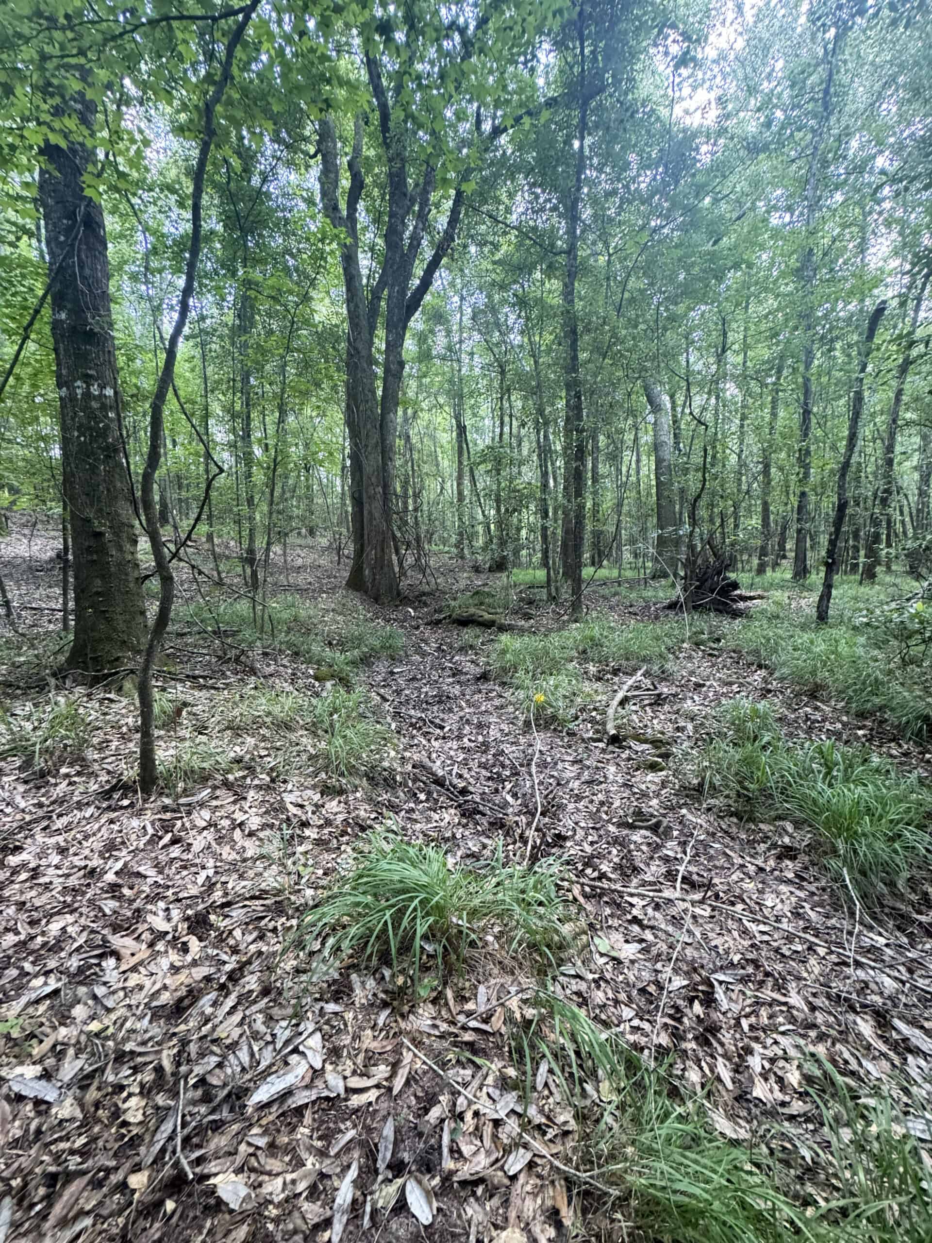 Cotton House Tract: premier 545ac hunting & recreational property in Randolph Cty