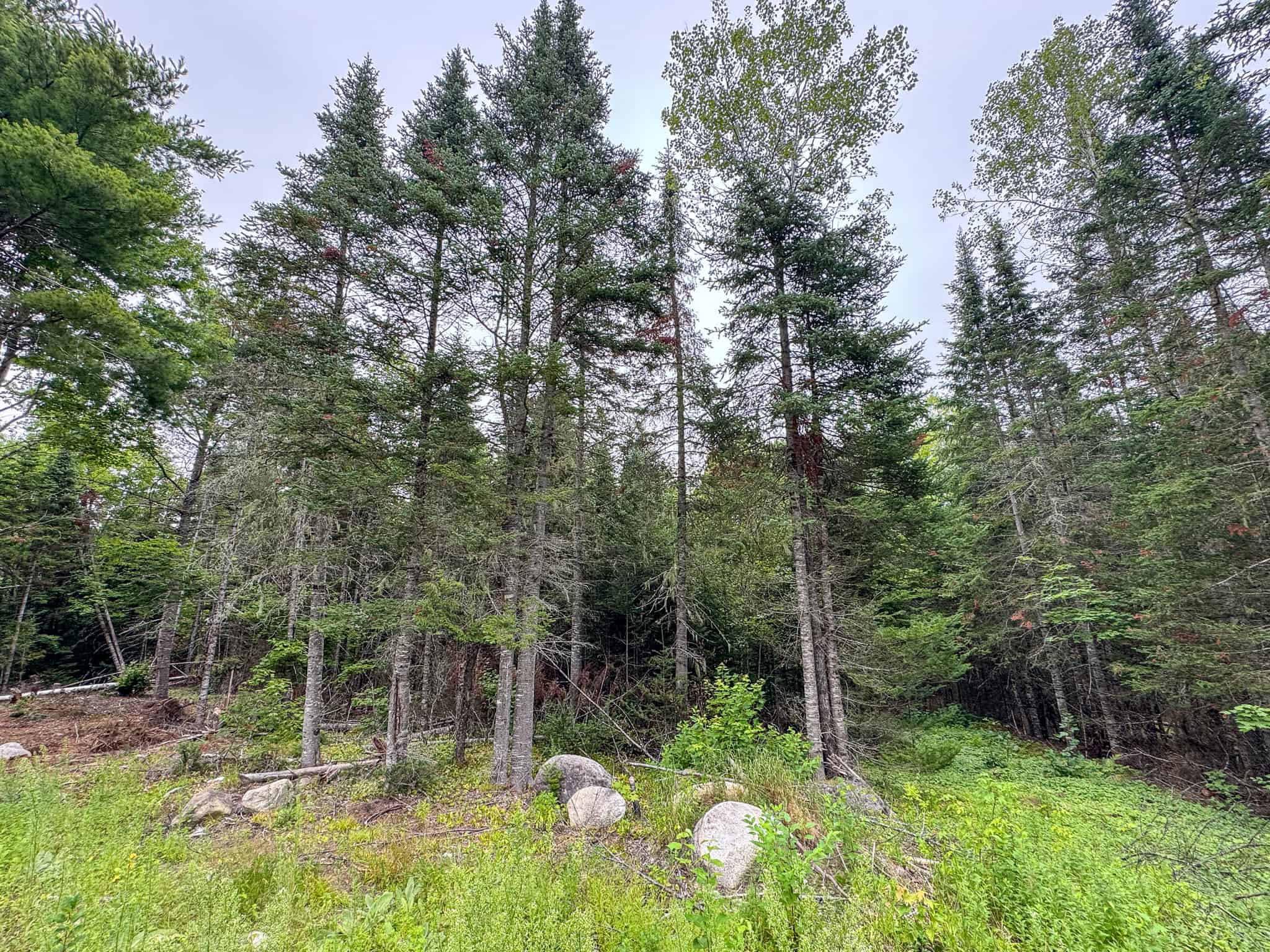 29.5 Acre Private Lot – Springfield, Maine