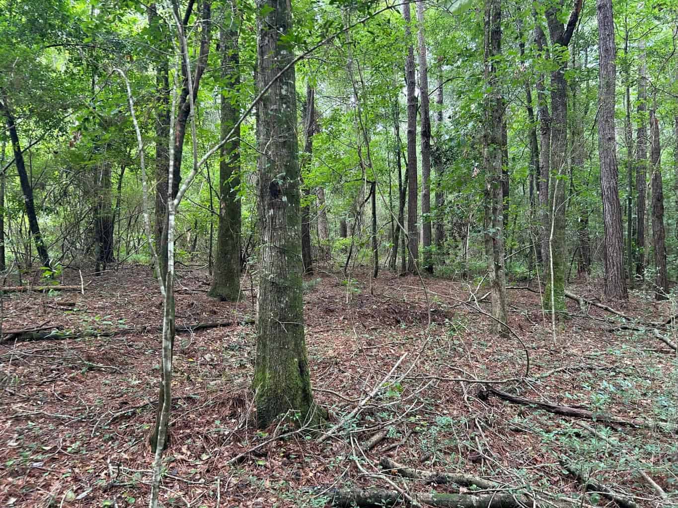 Tuckers Crossing 31 – Land for Sale Jones County, MS