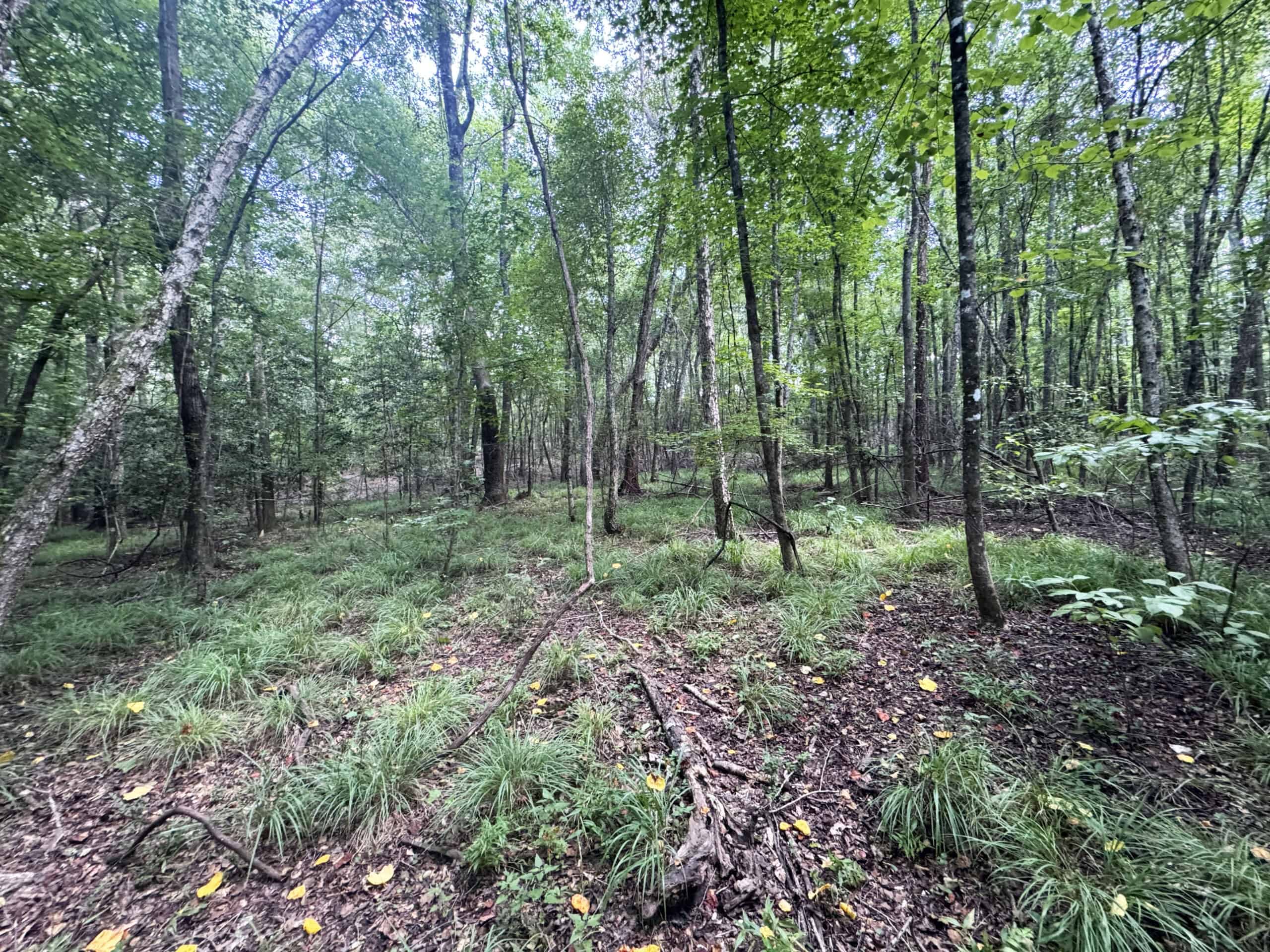 Cotton House Tract: premier 545ac hunting & recreational property in Randolph Cty