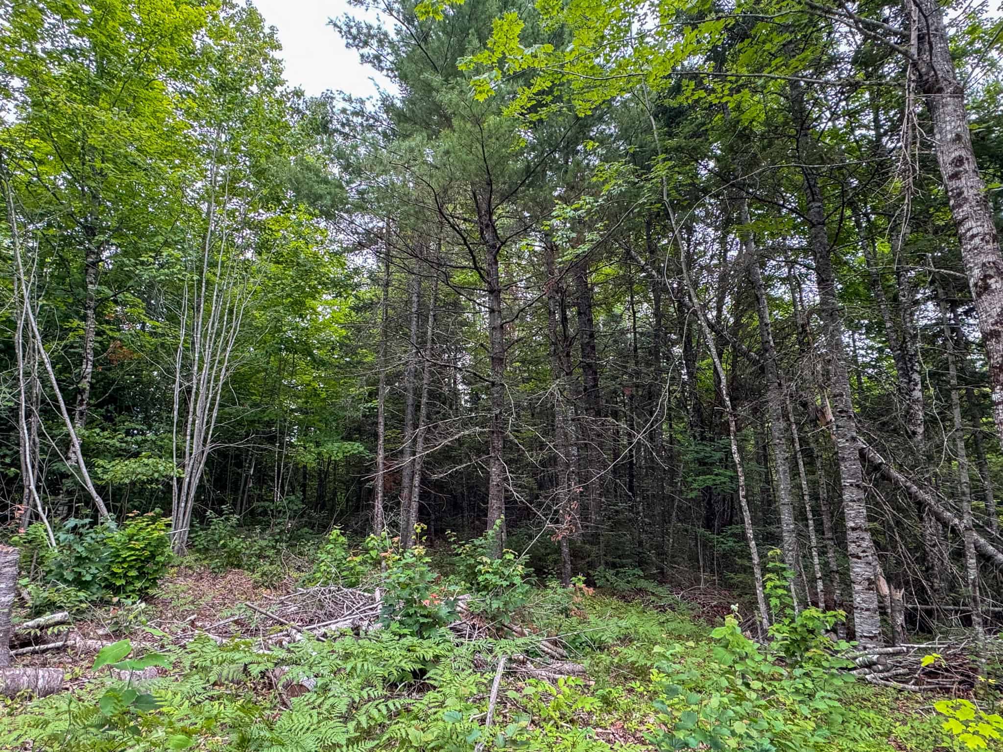 29.5 Acre Private Lot – Springfield, Maine