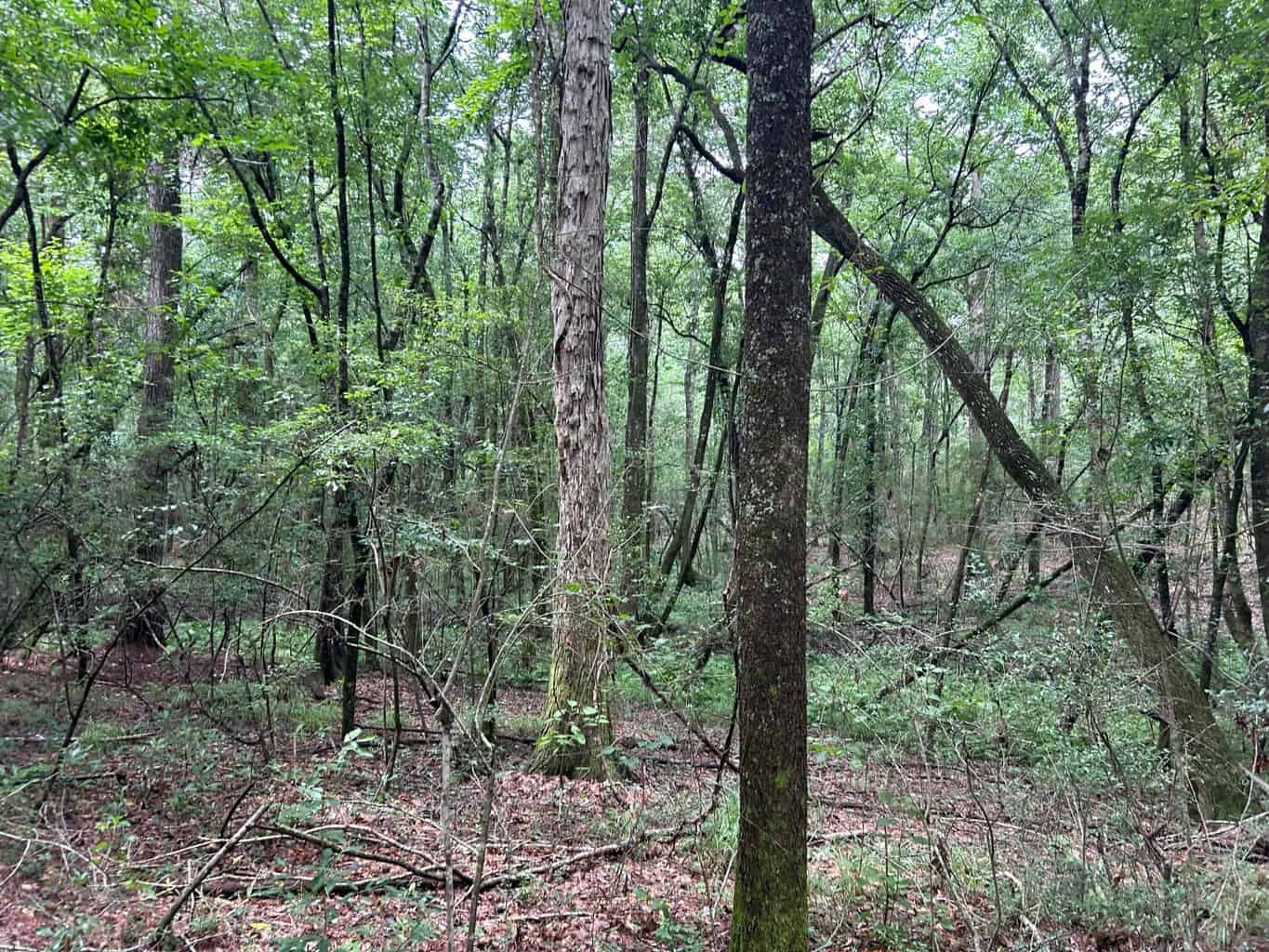 Tuckers Crossing 31 – Land for Sale Jones County, MS