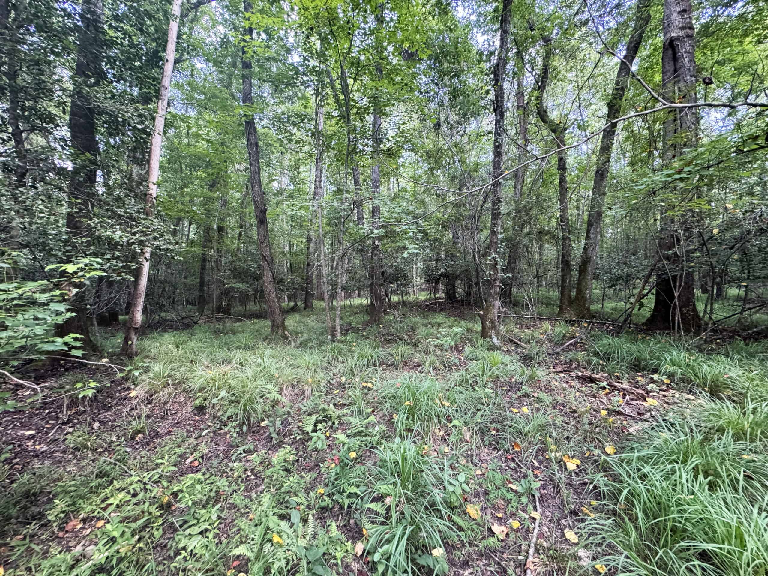 Cotton House Tract: premier 545ac hunting & recreational property in Randolph Cty